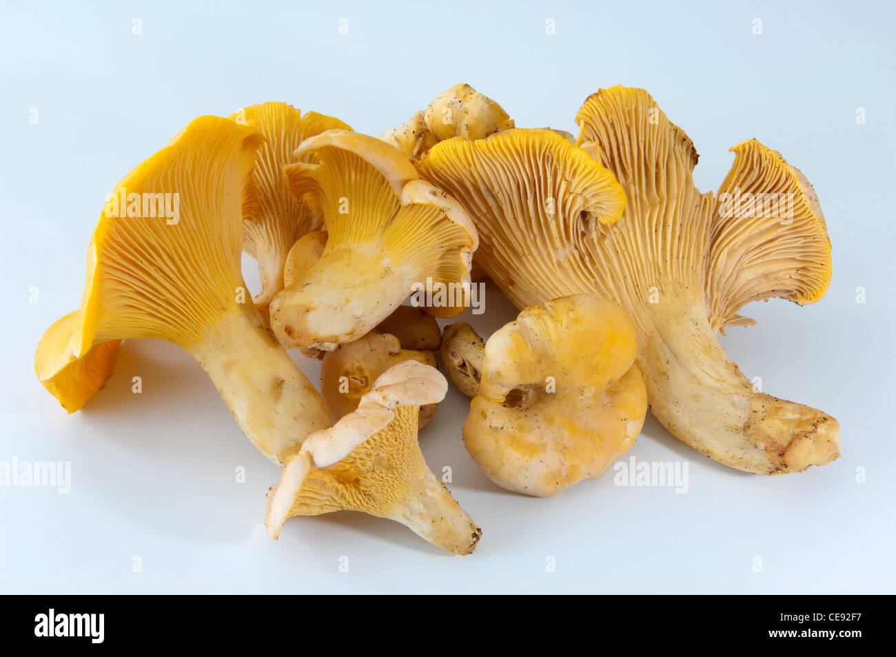 Yellow Chanterelle (Cantharellus cibarius). Several mushrooms. Studio picture against a white background. Stock Photo