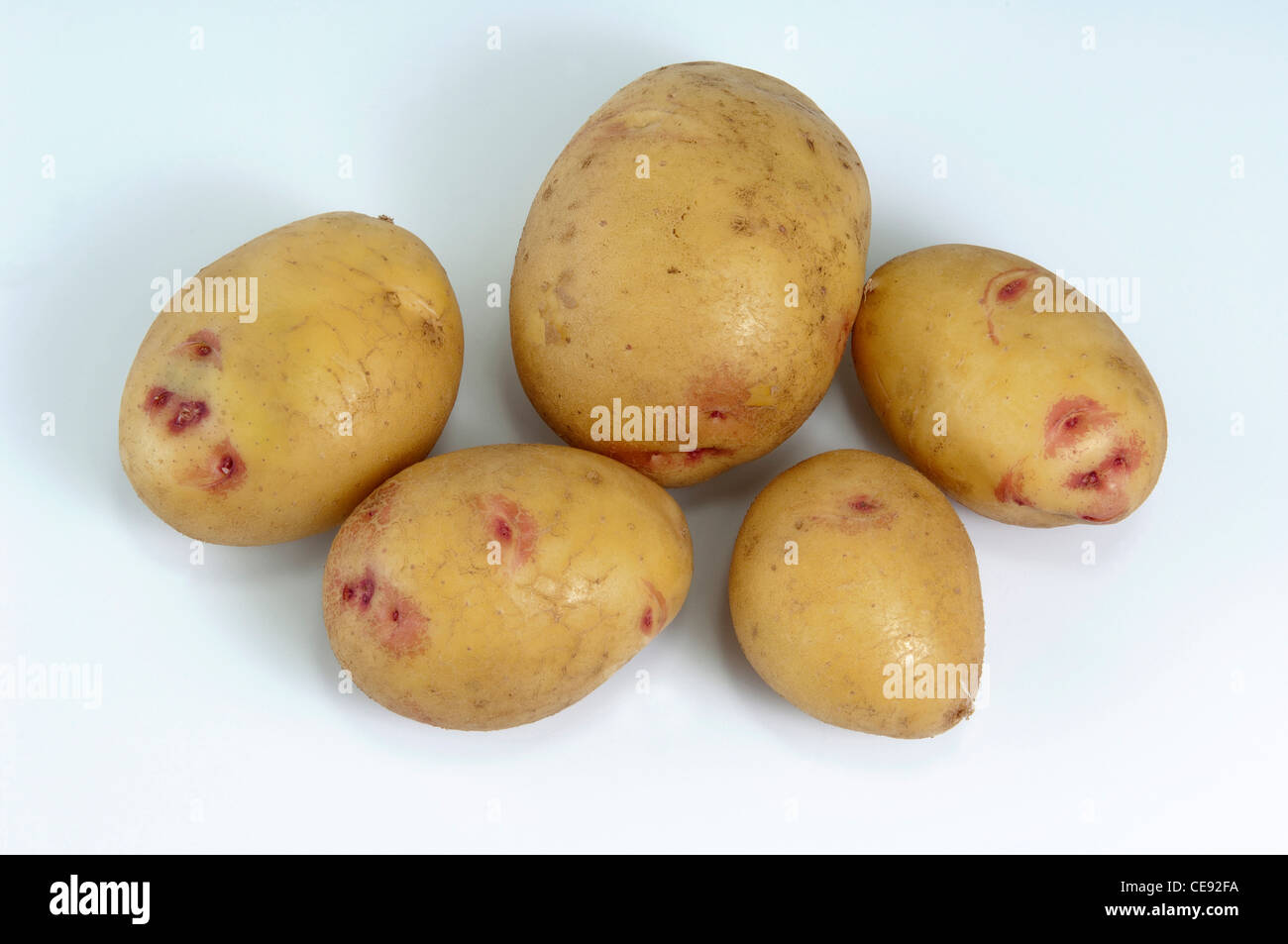 Potato (Solanum tuberosum), variety: Quarta. Washed tubers, studio picture against a white background. Stock Photo