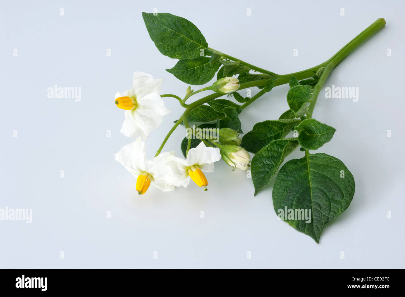 Potato (Solanum tuberosum Quarta). Flowering twig. Studio picture against a white background. Stock Photo