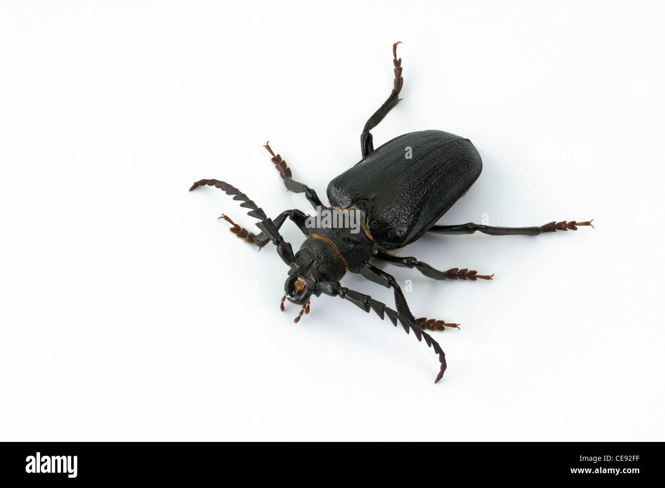 The Tanner, The Sawyer (Prionus coriarius). Beetle, studio picture against a white background. Stock Photo