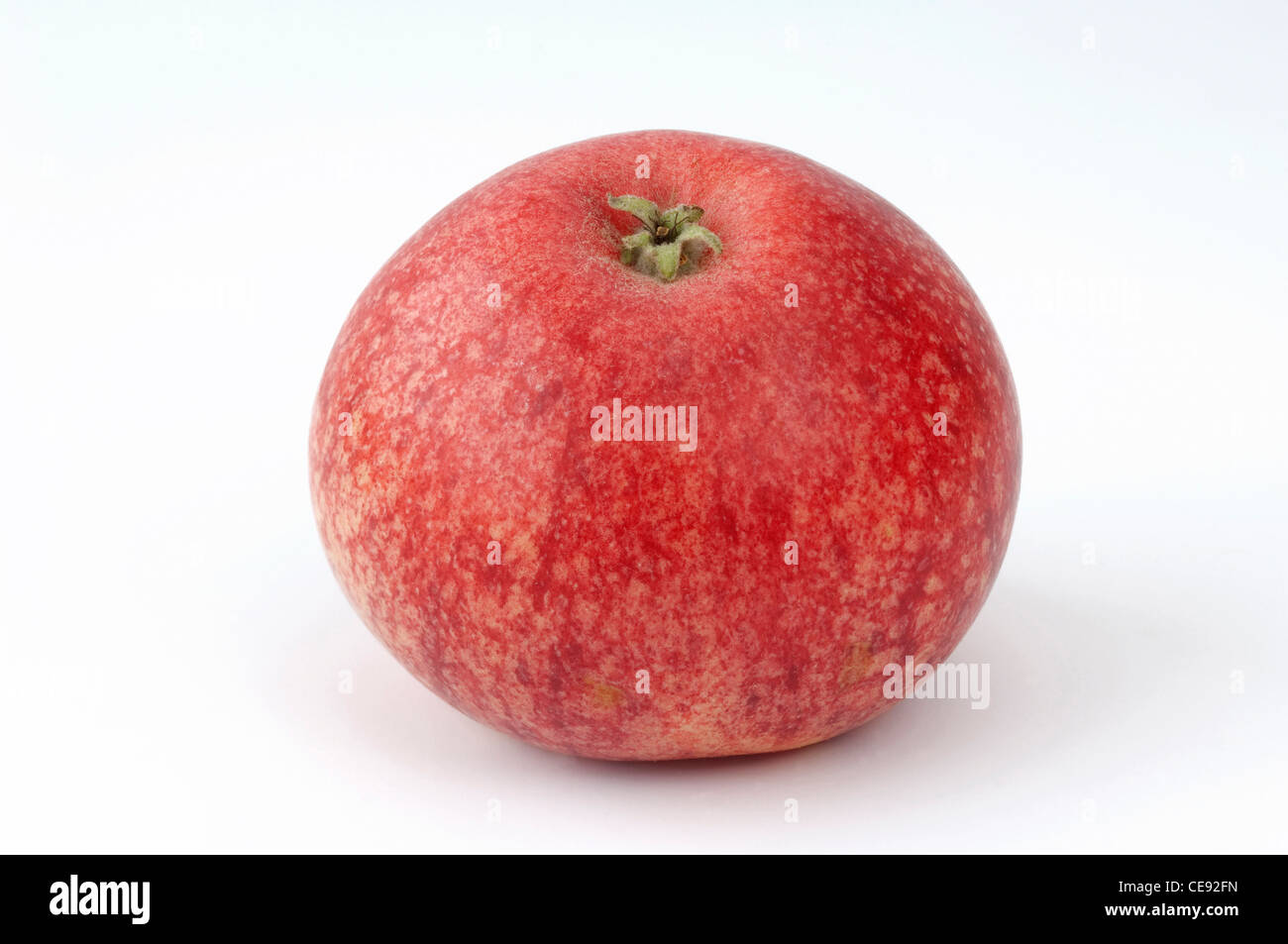 Domestic Apple (Malus domestica), variety: Beauty of Bath. Apple, studio picture against a white background. Stock Photo