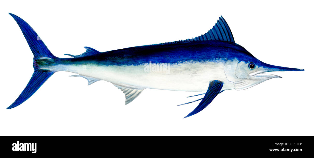 Black Marlin (Makaira indica), drawing. Stock Photo