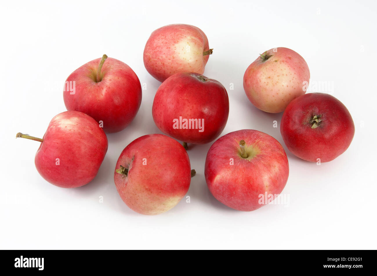 Domestic Apple (Malus domestica), variety: Peach Red Summer Apple. Several apples, studio picture against a white background. Stock Photo