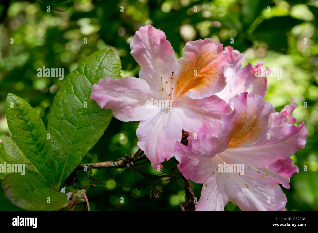 Rhododendron Occidentale 'Superbum' Stock Photo
