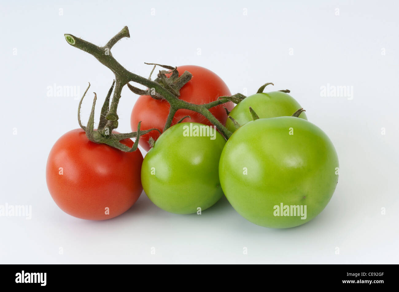 Tomato (Lycopersicon esculentum). Fruit in different stages of ripening. Studio picture against a white background. Stock Photo