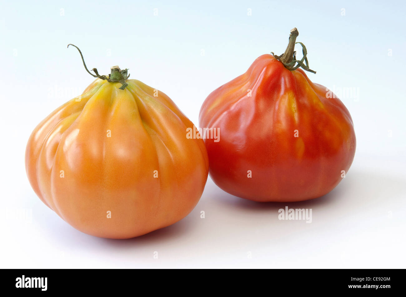 Tomato (Lycopersicon esculentum), variety: Giant Ox Hearth-Tomato, Bulls Heart-Tomato, two fruit Stock Photo