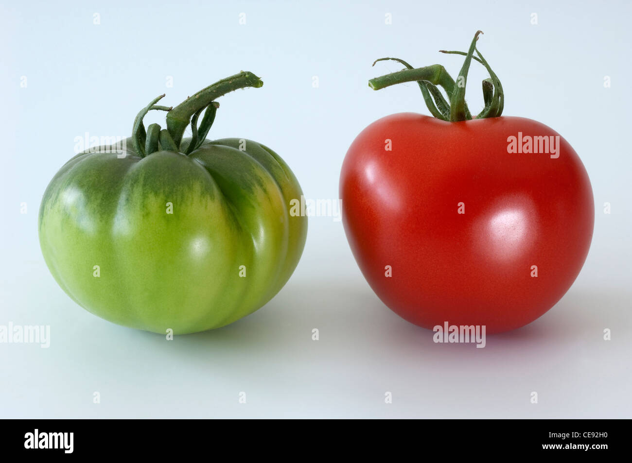 Tomato (Lycopersicon esculentum). Red and green fruit. Studio picture against a white background. Stock Photo