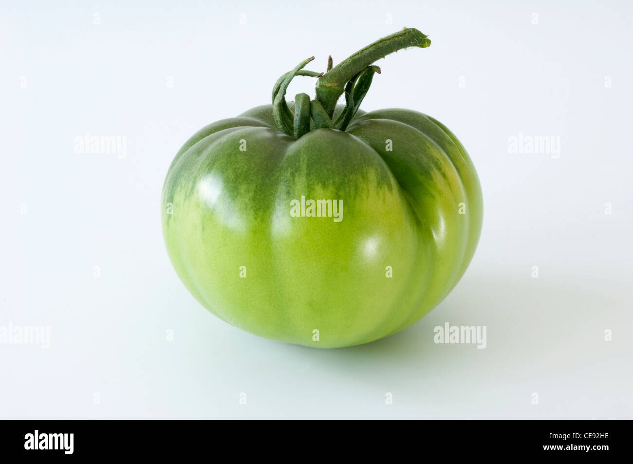 Tomato (Lycopersicon esculentum), green fruit. Studio picture against a white background. Stock Photo