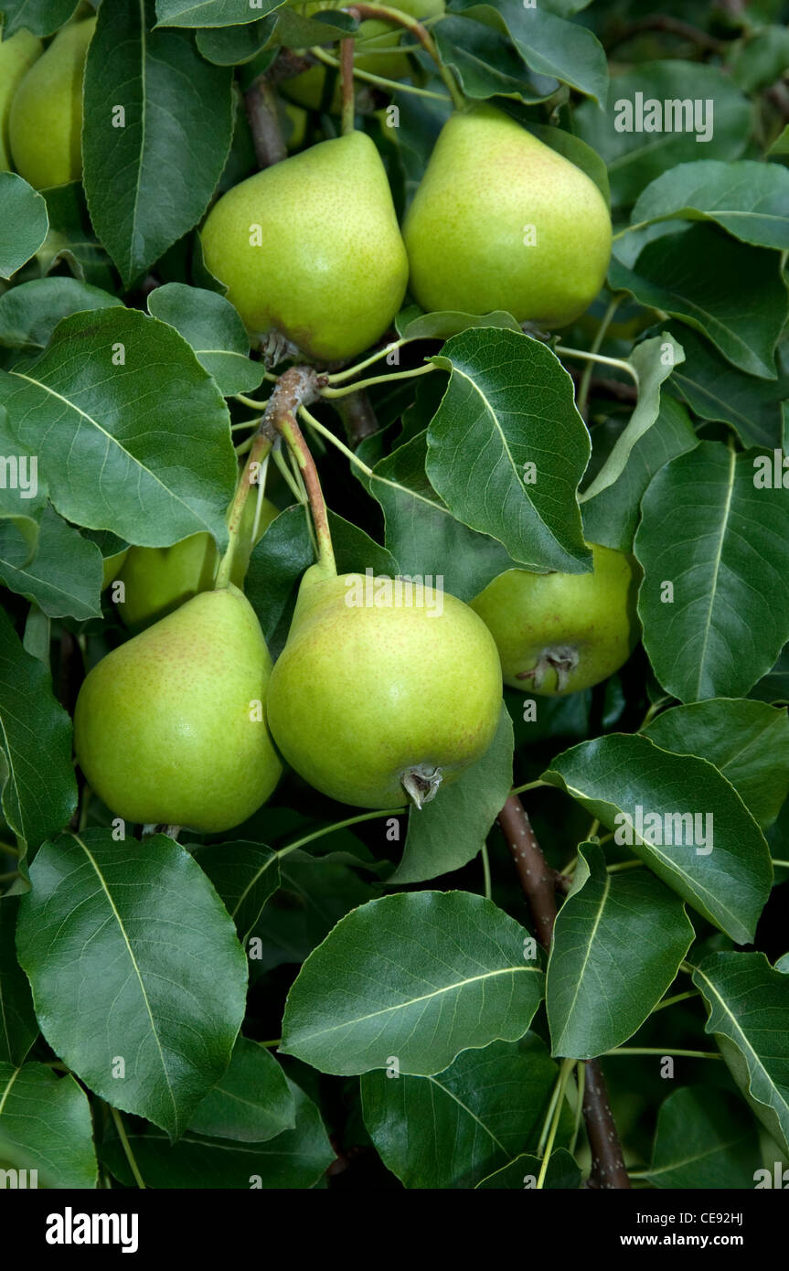 Common Pear, European Pear (Pyrus communis), variety: Oberoesterreichische Weinbirne. Fruit on a tree. Stock Photo