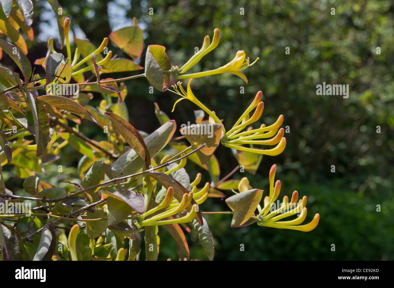 Lonicera tragophylla hi-res stock photography and images - Alamy