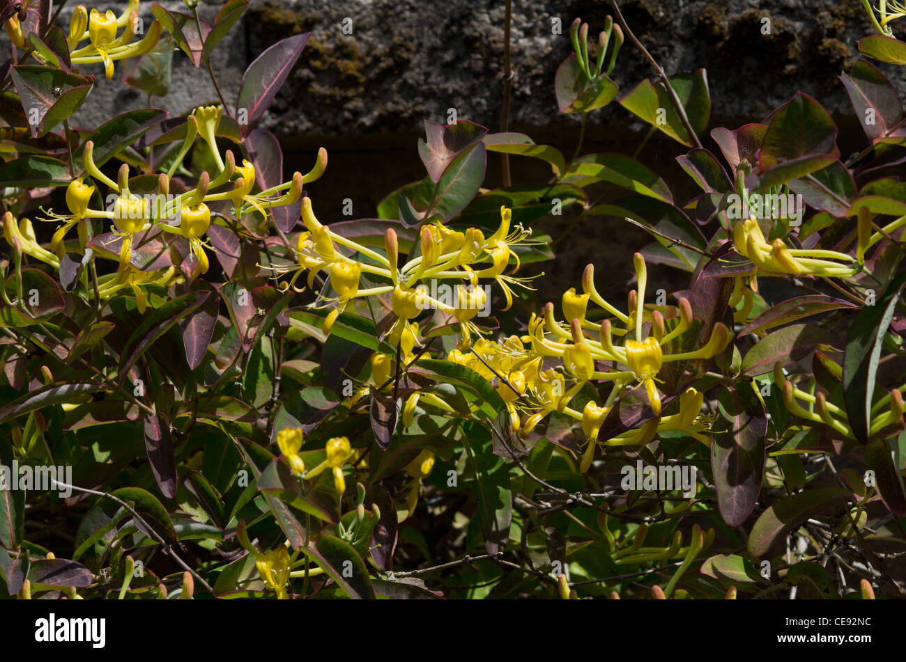 Lonicera tragophylla hi-res stock photography and images - Alamy