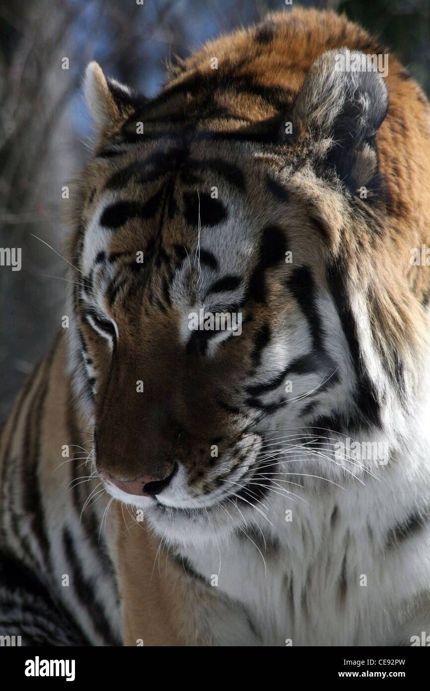 Siberian tiger in the snow Stock Photo