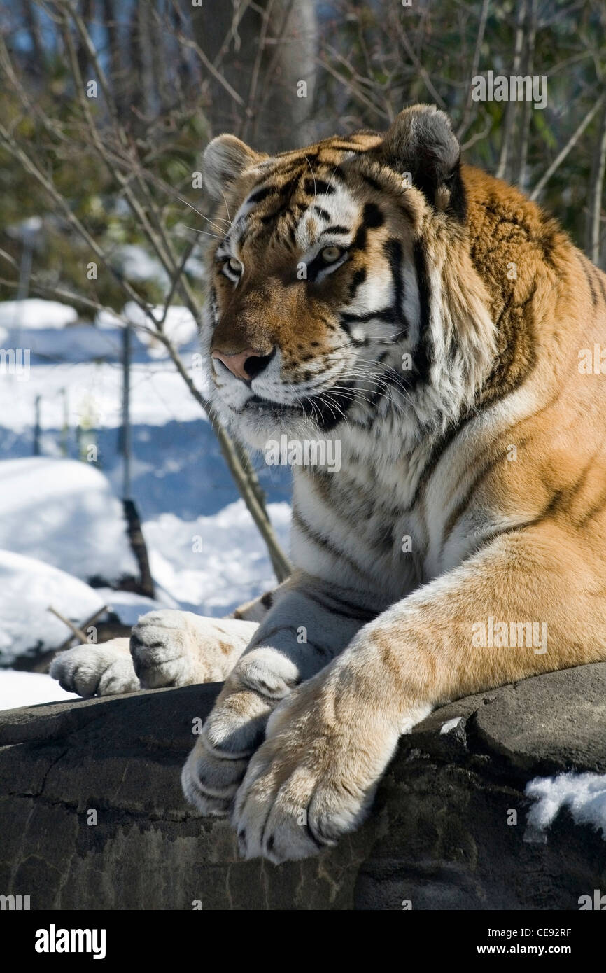 Siberian tiger in the snow Stock Photo