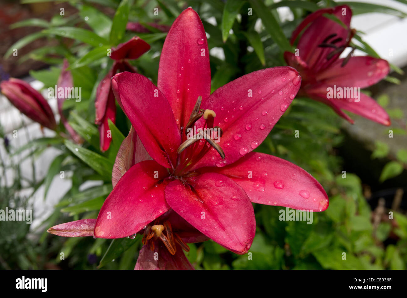 Deep red lily flower hi-res stock photography and images - Alamy