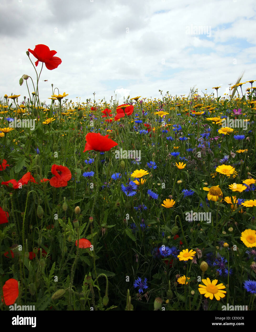 Wild Flowers Meadow Stock Photo - Alamy