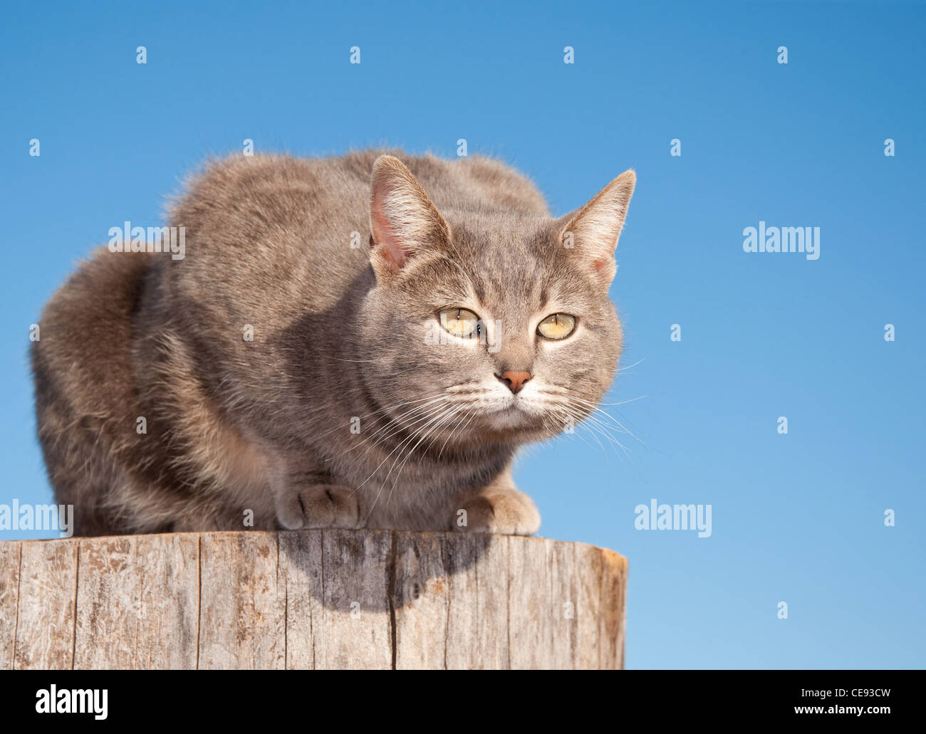 Blue tabby cat resting on top of a log against clear blue sky Stock ...