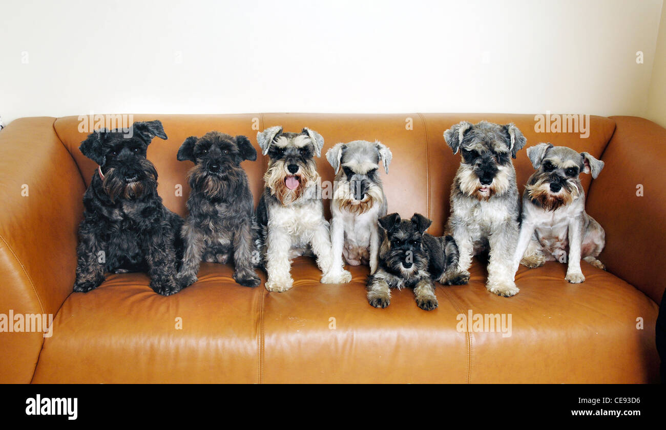 Mini schnauzer family hires stock photography and images Alamy
