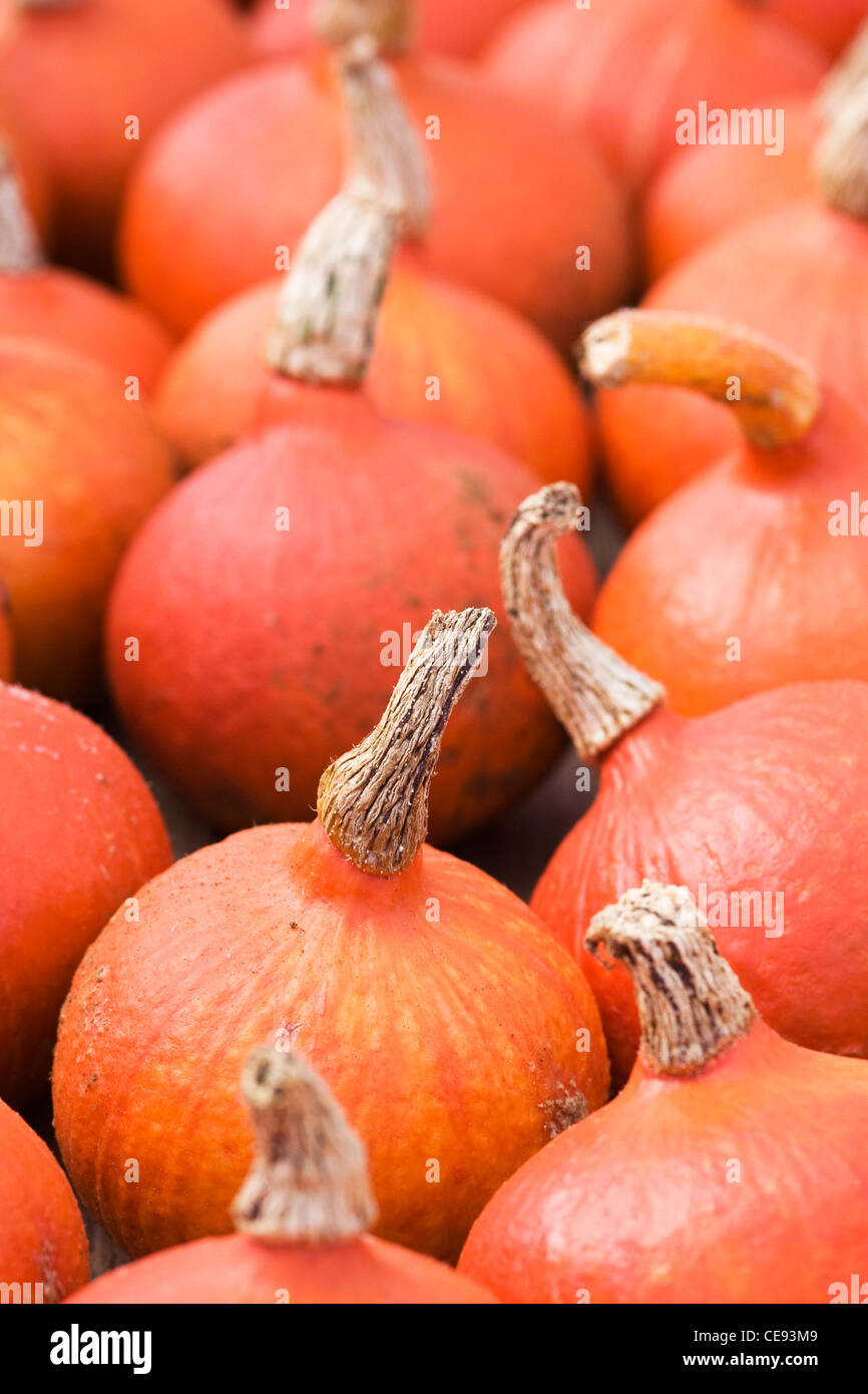 Botany cucurbita hires stock photography and images Alamy