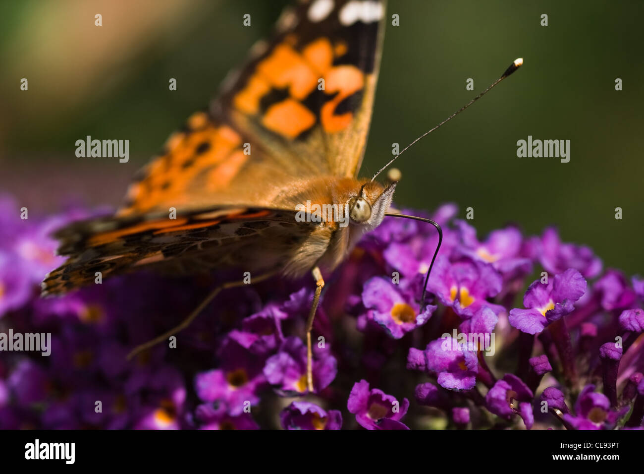 Painted Lady or Vanessa cardui drinking nectar from Budleya flowers in summer Stock Photo