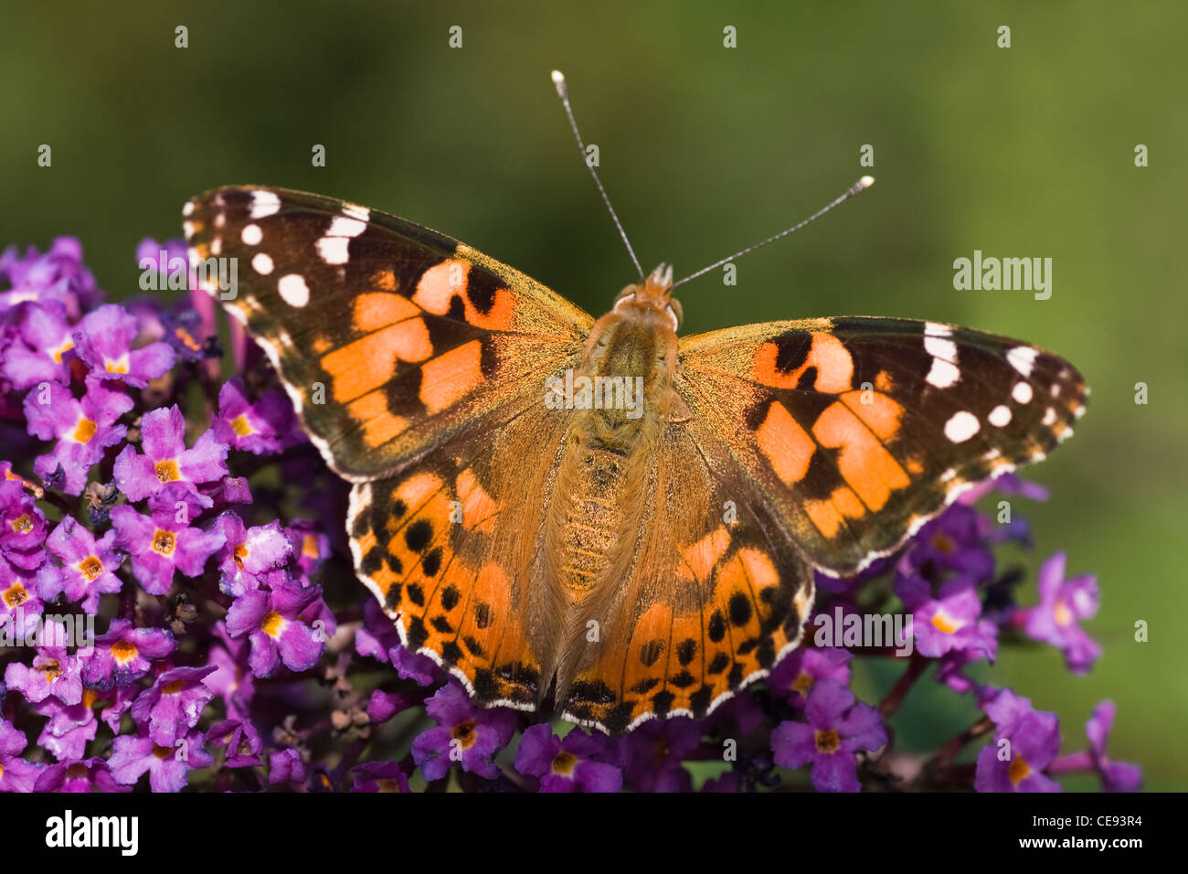Butterfly Painted Lady or Vanessa cardui resting in the sun on Budleya flowers in summer Stock Photo