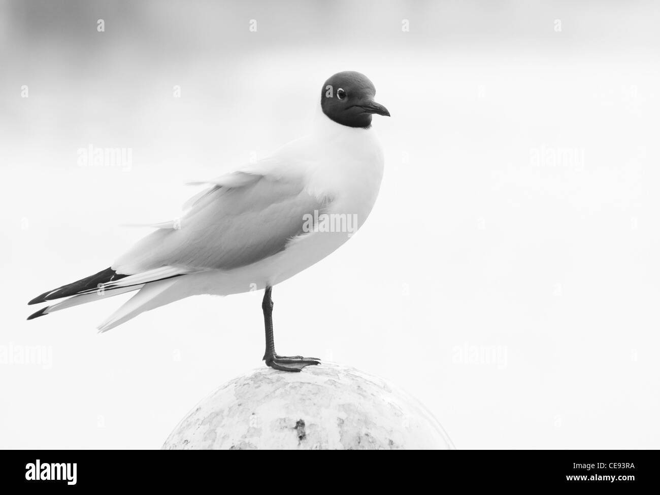 Blackheaded Gull or Larus Ridibundus standing on mooringmast in