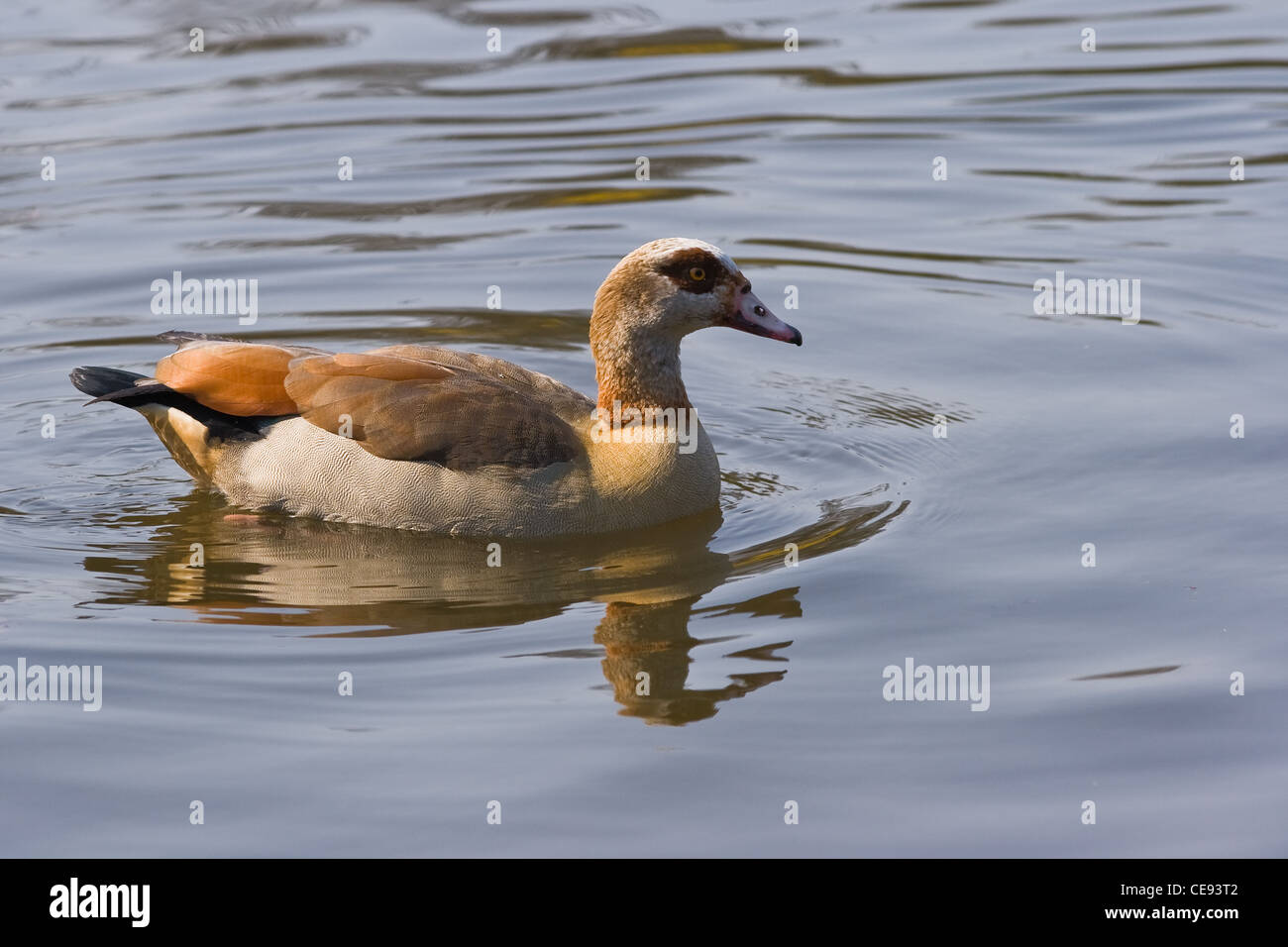 Egyptian goose or Apolochen aegyptiacus - these ducks are found mostly in the Nile Valley and south of the Sahara Stock Photo