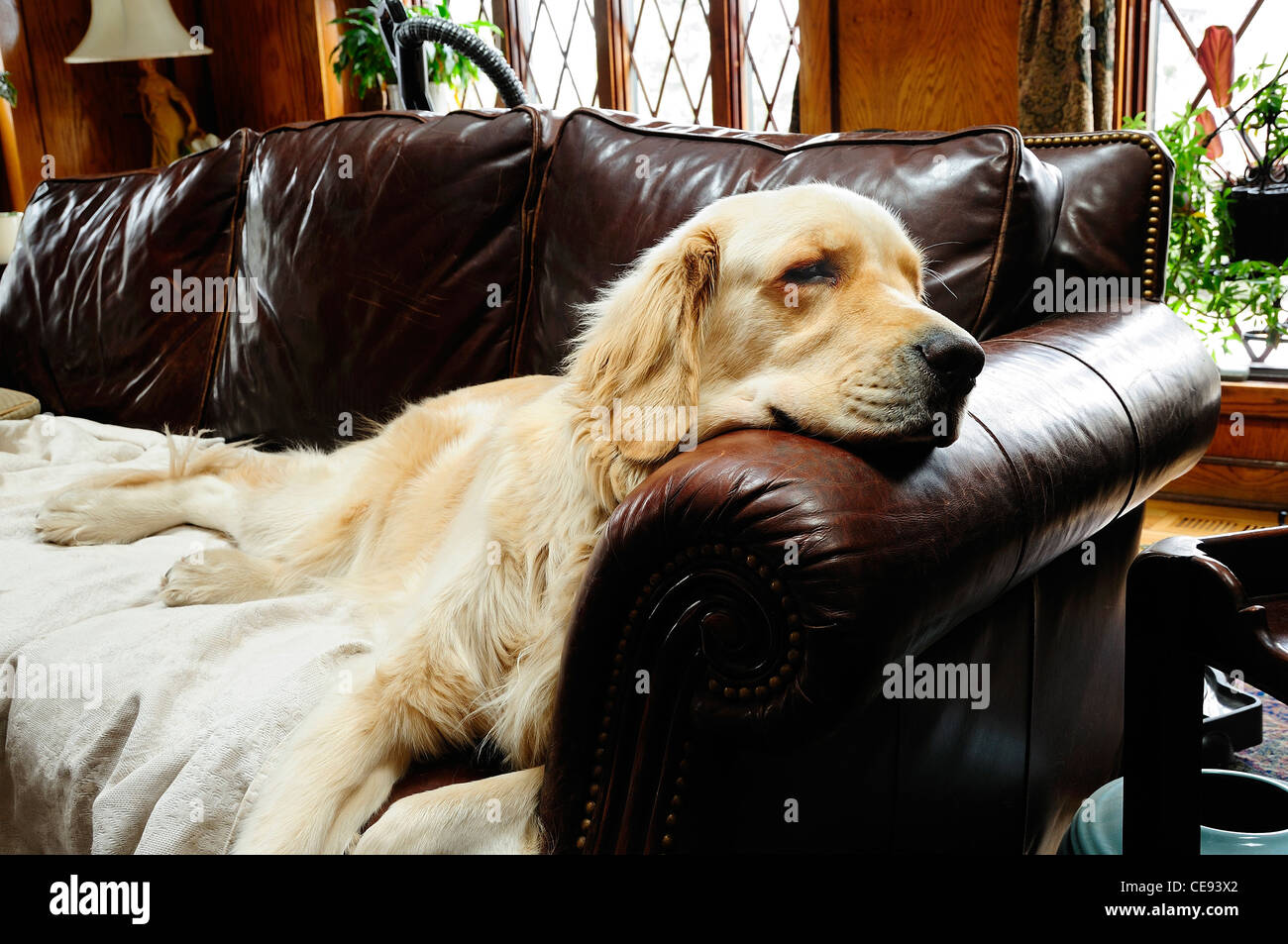 English Golden Retriever "Watson" napping on expensive leather couch