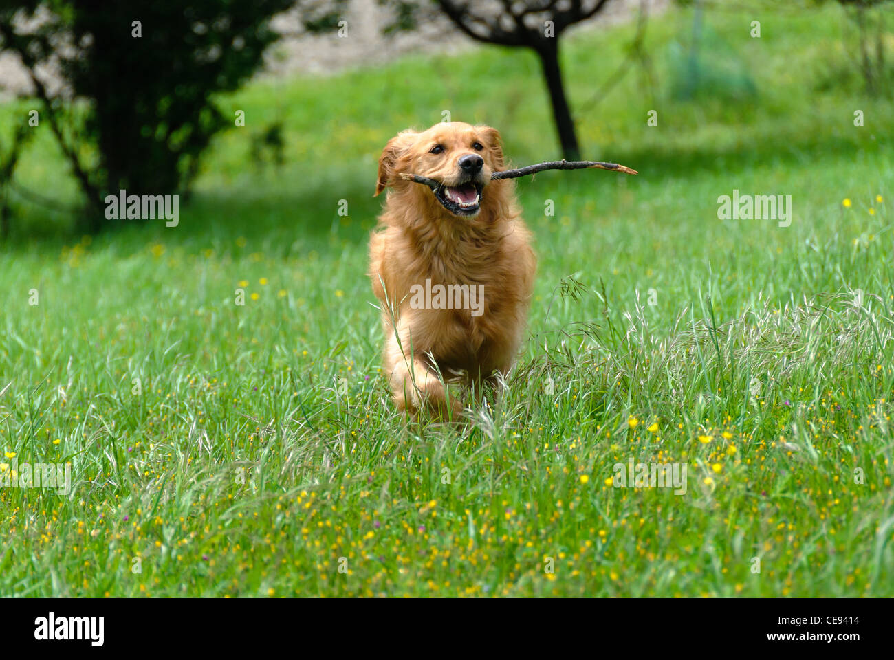 golden retriever running on the grass Stock Photo - Alamy