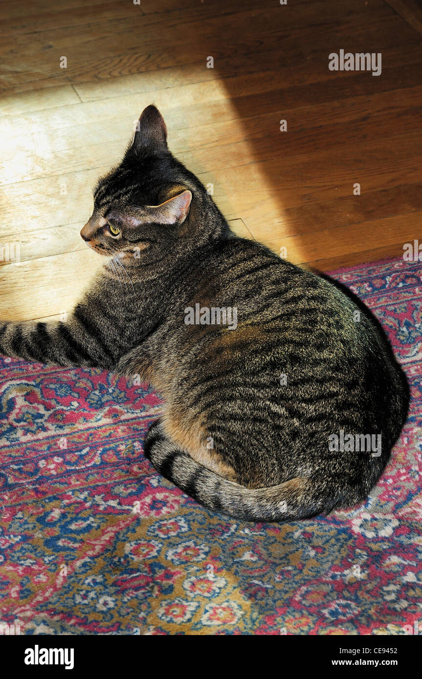 American short haired tabby cat relaxing on floor Stock Photo - Alamy