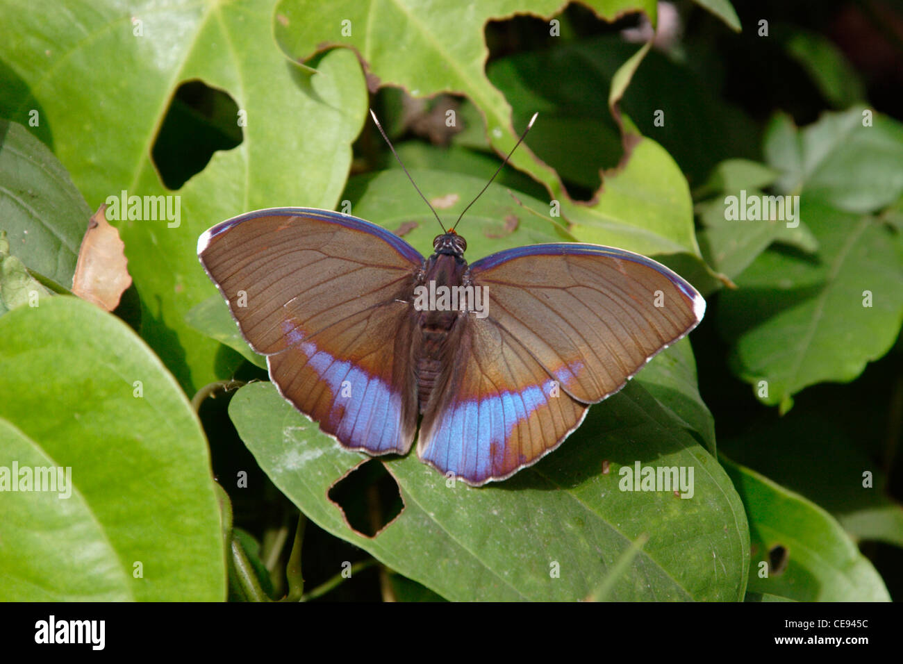 Right Hindwing Butterfly (Euphaedra harpalyce : Nymphalidae) male in rainforest, Ghana. Blue-banded forester Stock Photo