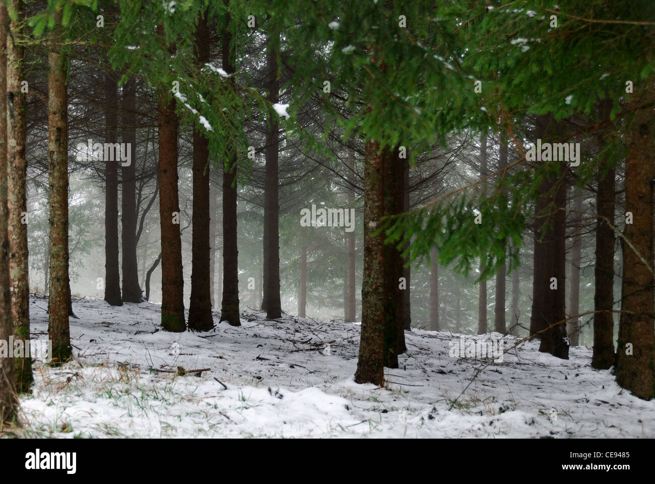 Snowy woods and underbrush on the Apennines between Tuscany and Emilia Stock Photo