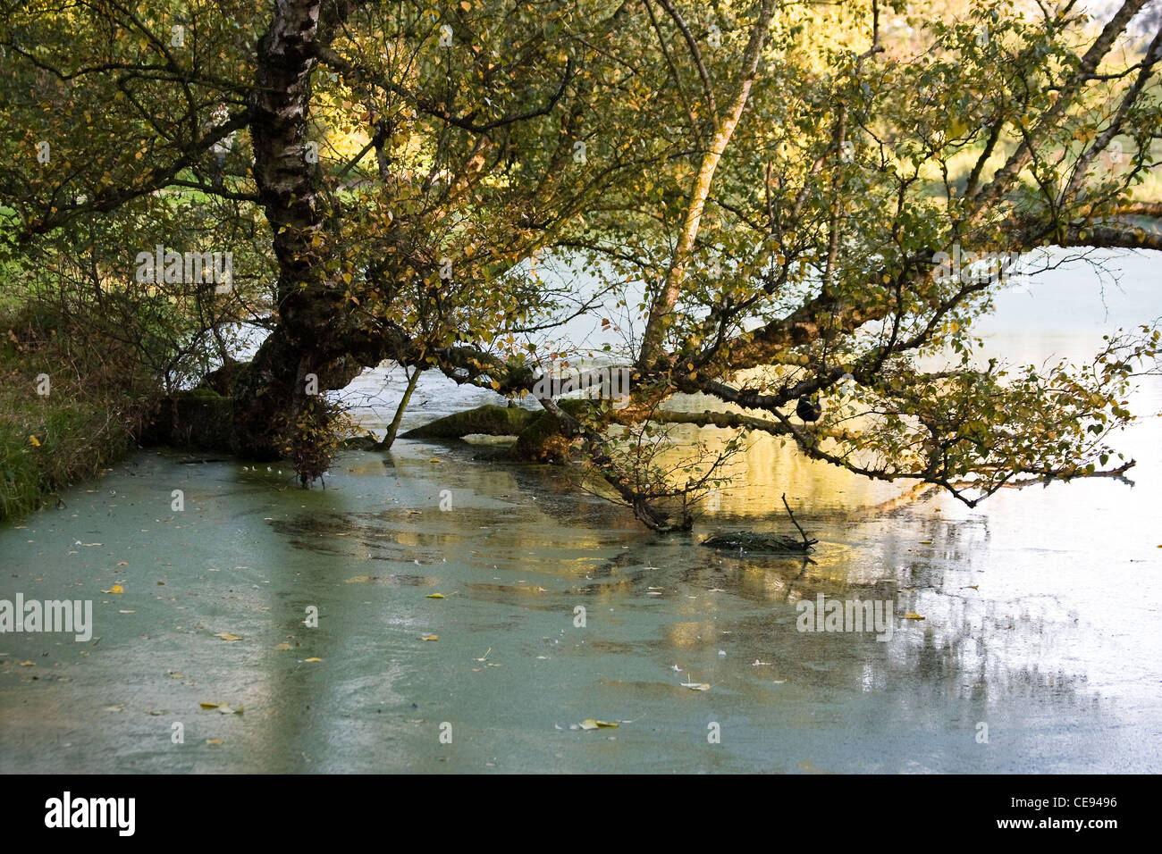 Old birch tree in autumn growing horizontal in water with duckweed on the water Stock Photo
