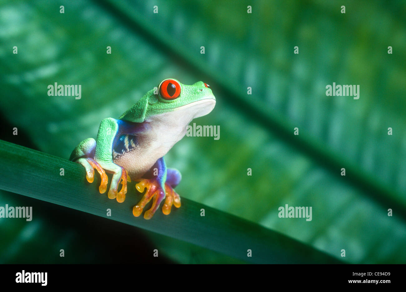Red-eyed Tree Frog, or Leaf Frog, Agalychnis callidryas Costa Rica Stock Photo