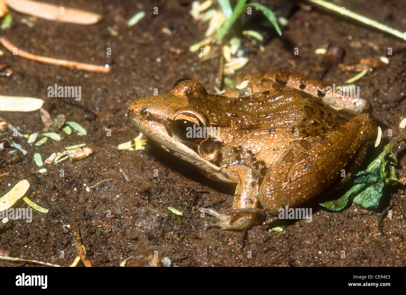 Sharp-nosed grass frog, Ptychadena oxyrhynchus, Samburu National Park, Kenya Stock Photo