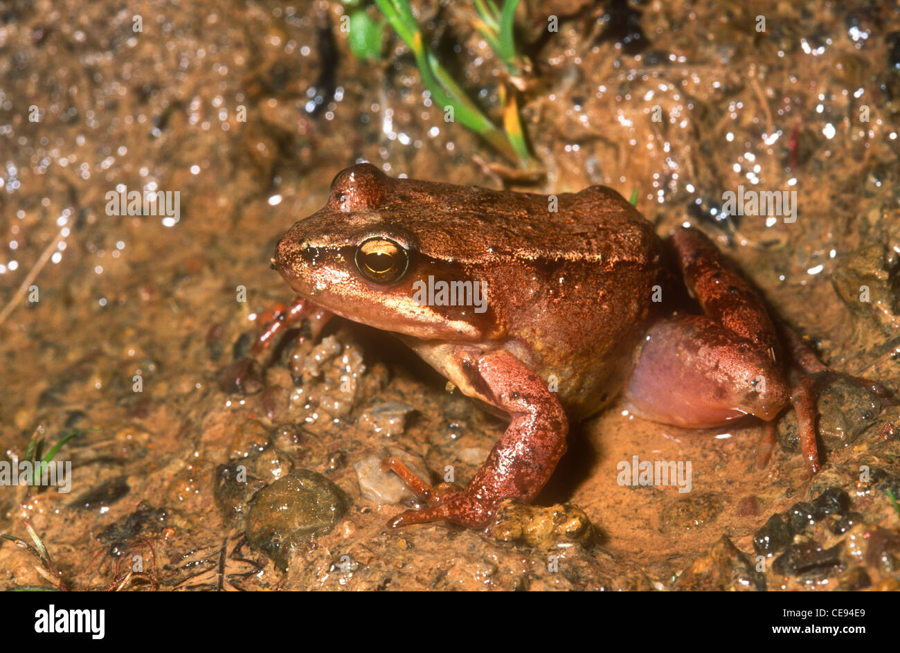 Iberian frog, Rana iberica, Picos de Europa, Spain Stock Photo