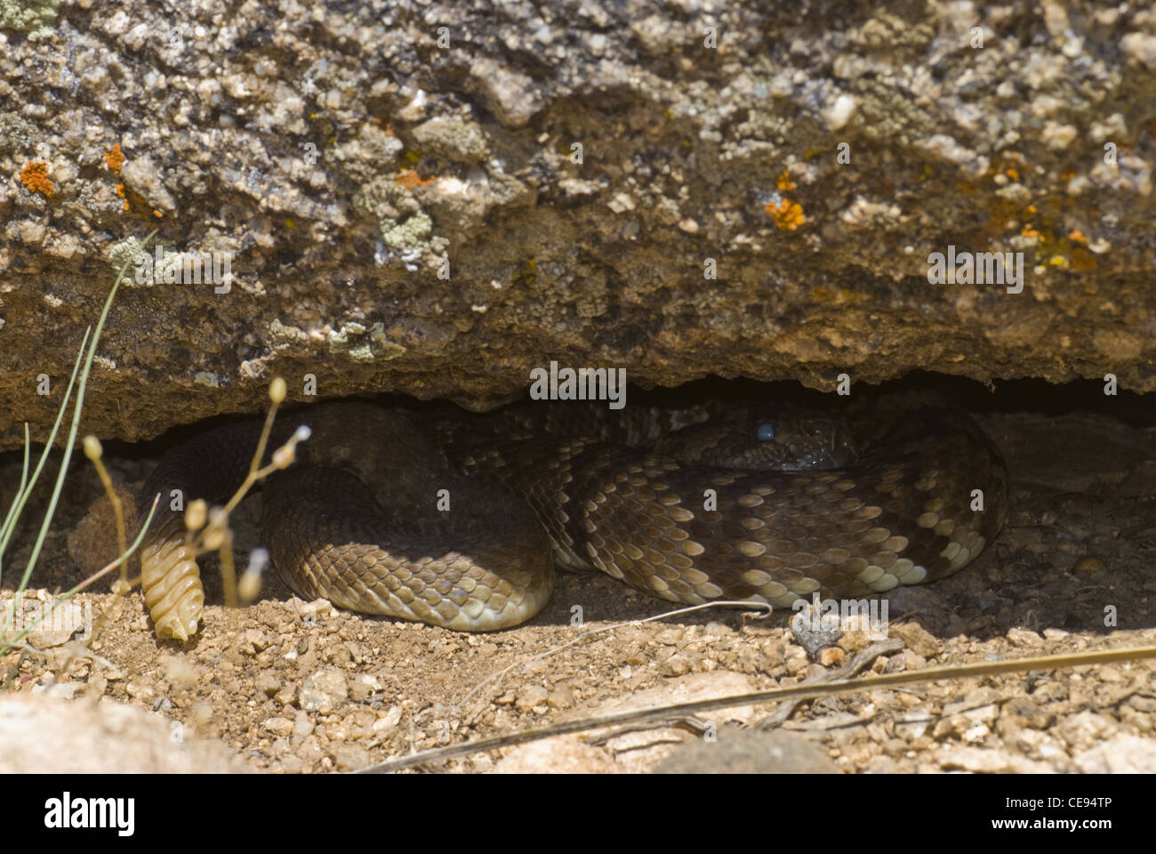 Opaque Northern Black-tailed Rattlesnake, (Crotalus molossus molossus), Sandia Mountains, Bernalillio county, New Mexico, USA. Stock Photo
