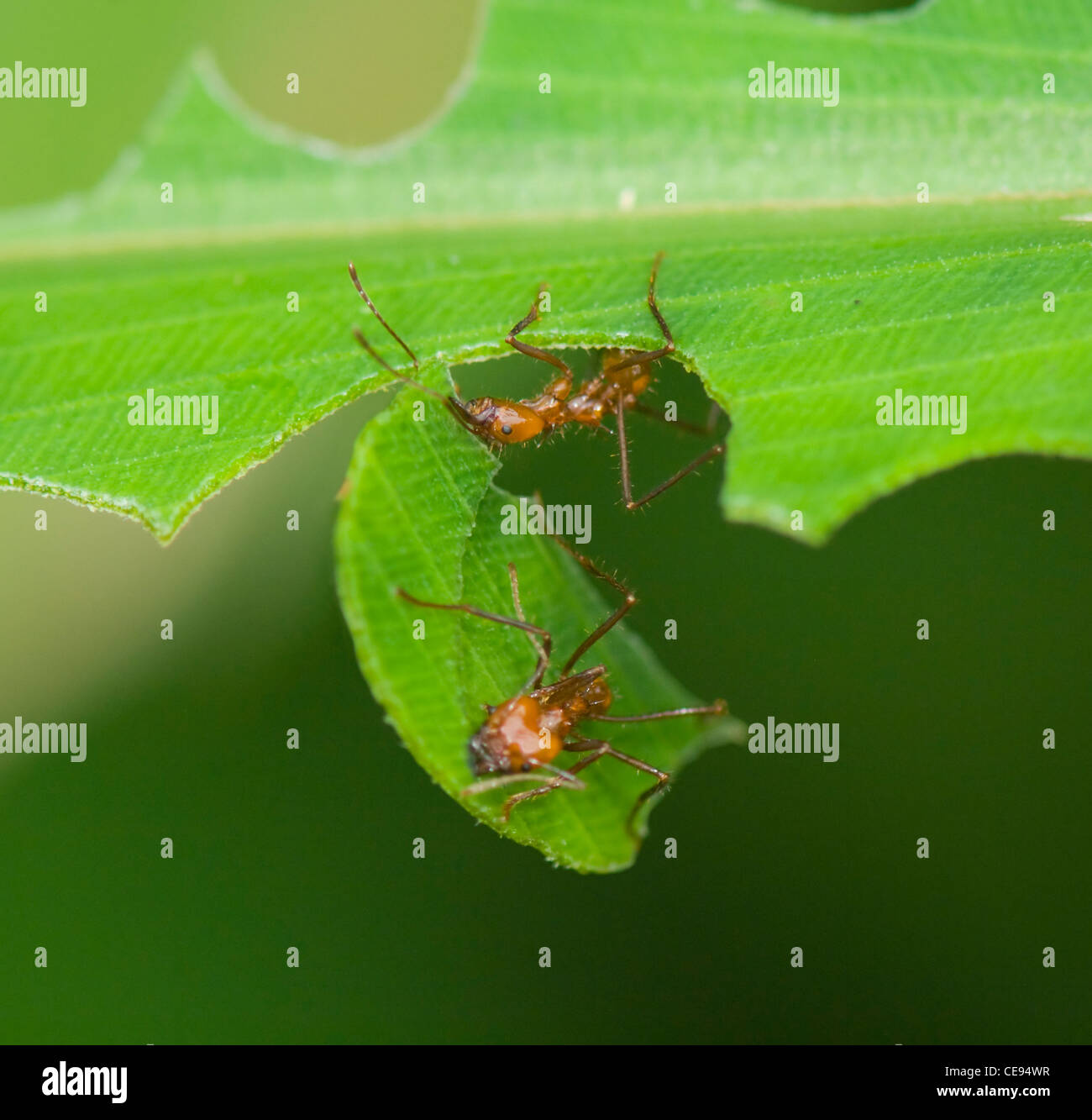 Leaf-Cutter Ant, Costa Rica Stock Photo