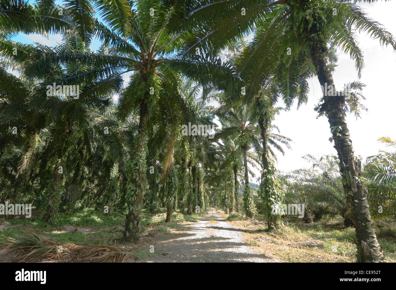 African oil palm hires stock photography and images Alamy