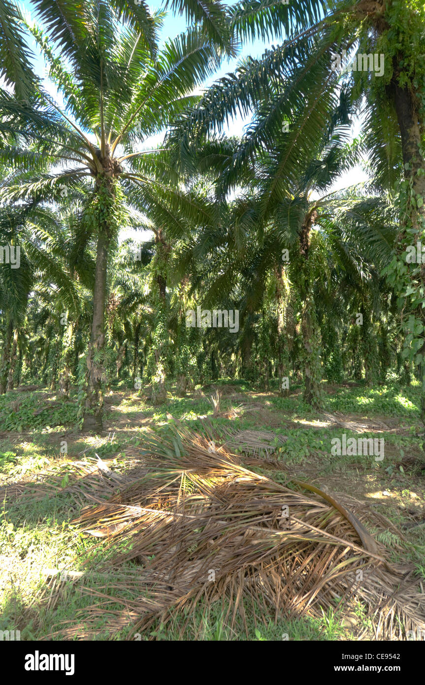 African palm trees Elaeis guineensis Palm Oil Plantation Puntarenas Province Stock Photo