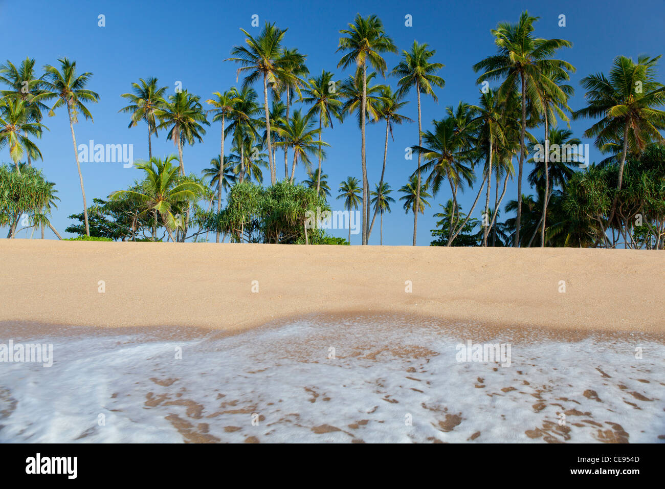 Tropical palm trees sandy beach Tangalla Sri Lanka Asia Stock Photo
