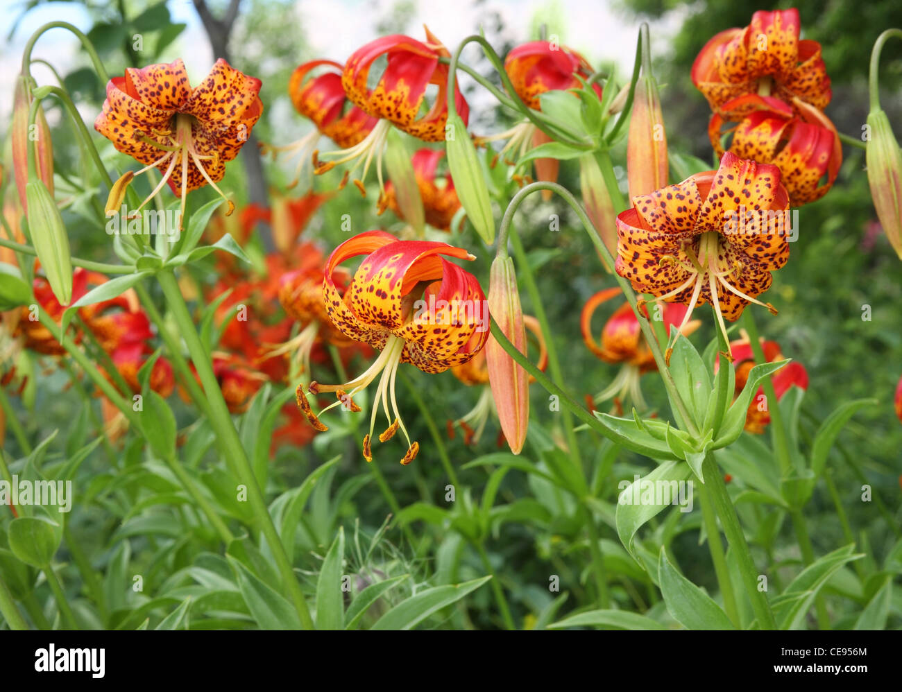 patch of unique red and yellow flowers growing in garden setting Stock Photo