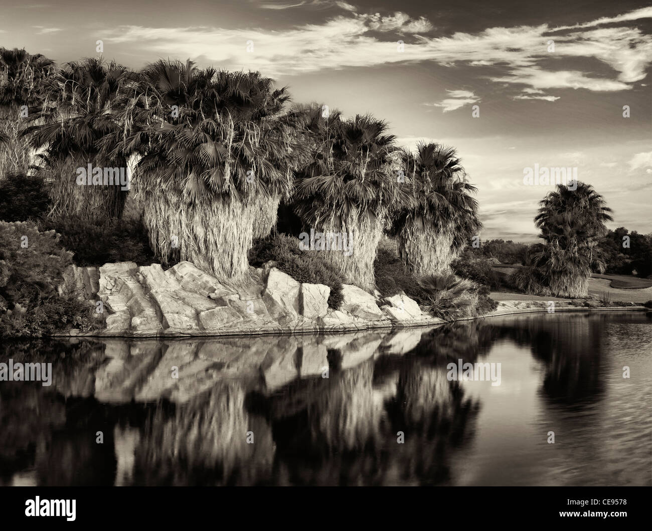 Pond and palm tress at sunrise Desert Willow Golf Resort. Palm Desert, California Stock Photo