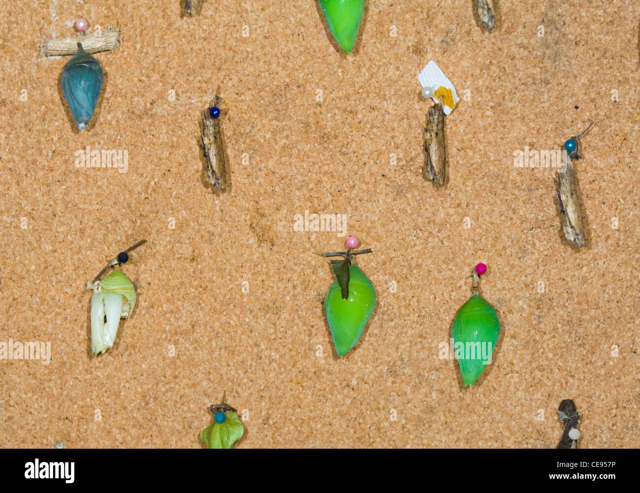 Pupas of Butterflies, Costa Rica Stock Photo