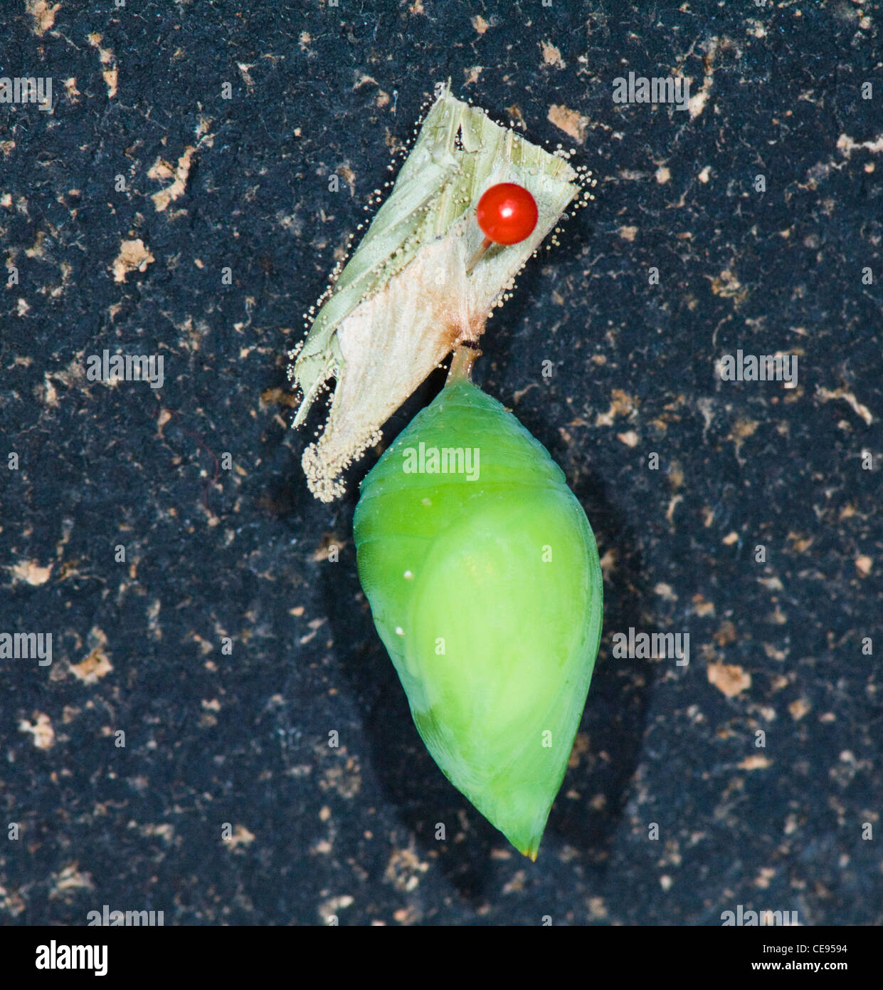 Pupae of a Butterfly, Costa Rica Stock Photo