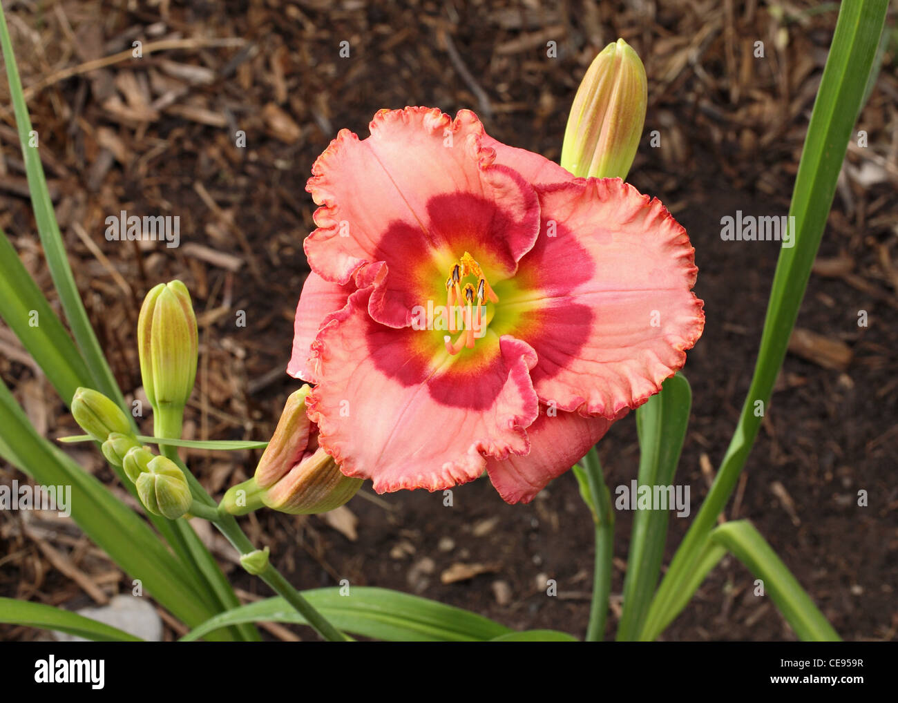 colorful pink and red daylily growing in garden Stock Photo - Alamy