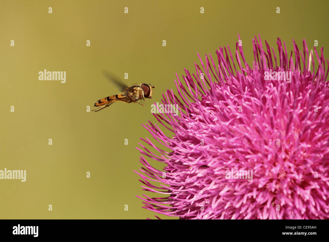 Hoverfly by Thistle Stock Photo