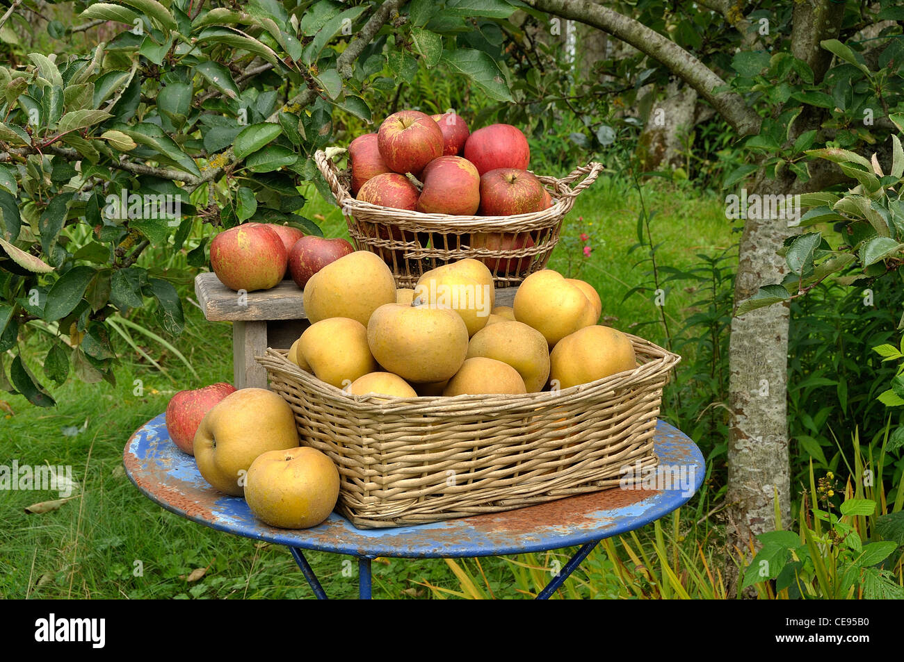 Russet (Reinette Grise du Canada) and Melrose apples on the garden table. Stock Photo