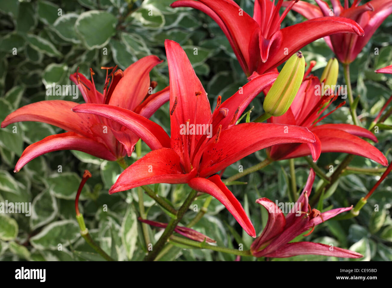 bright red asiatic lilies with green background Stock Photo - Alamy