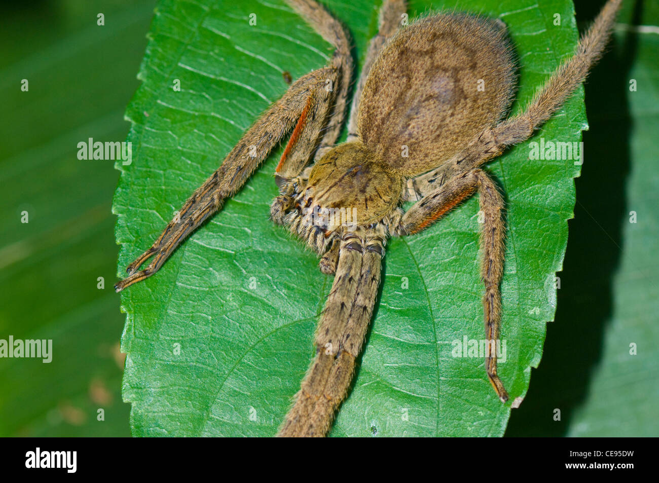 Wolf Spider, Costa Rica Stock Photo - Alamy