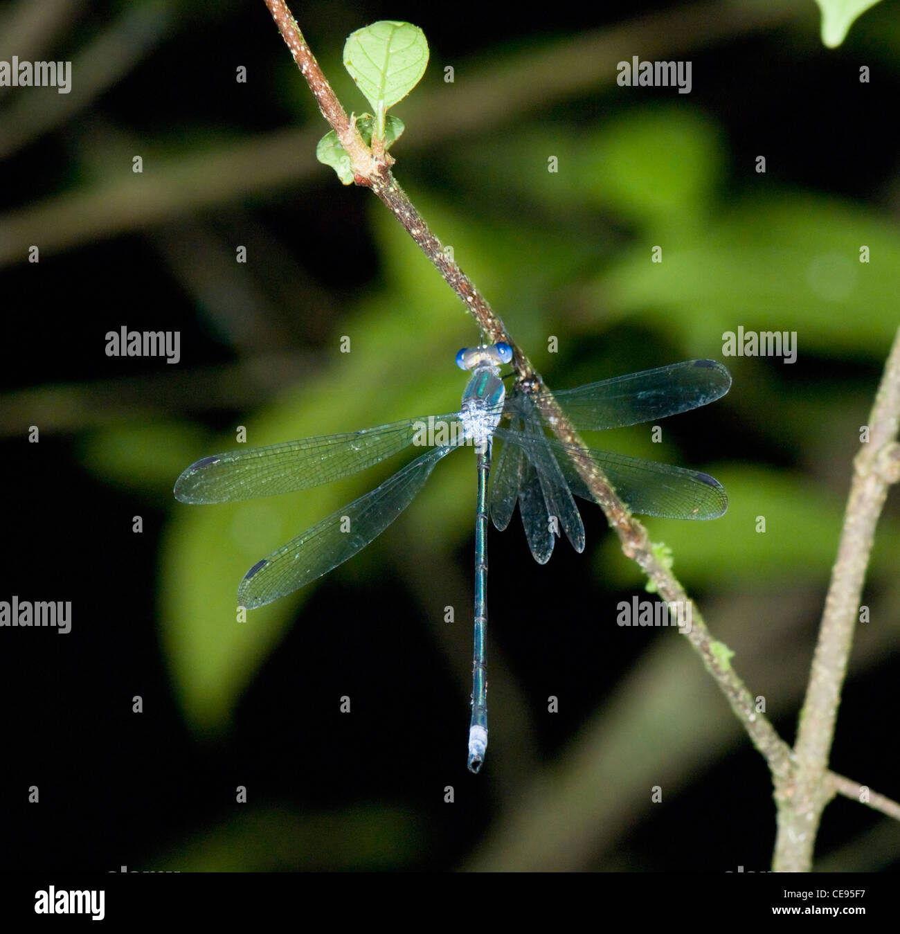 Damselfly vertical hi-res stock photography and images - Alamy